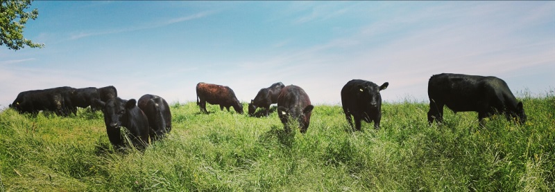 Grass-fed Beef - Hofmanufaktur