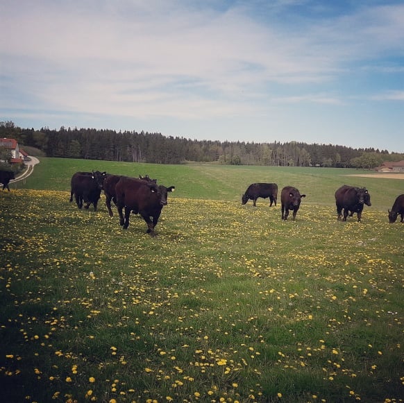 Bio Rinder auf der Weide